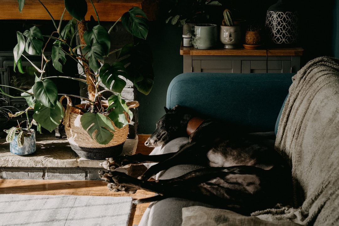 Should You Allow Pets in Your Rental Property?